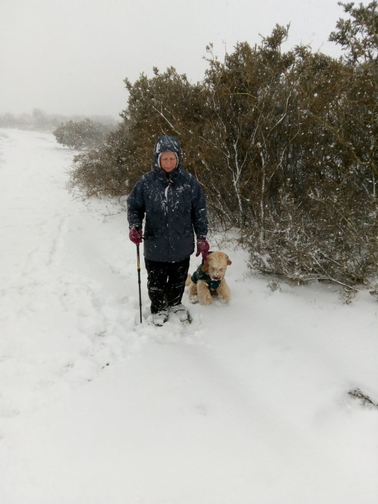 Archie the Clumberdoodle on Henlake in the Snow March 2018