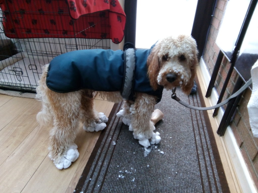 Archie the Clumberdoodle and his Snow Balls