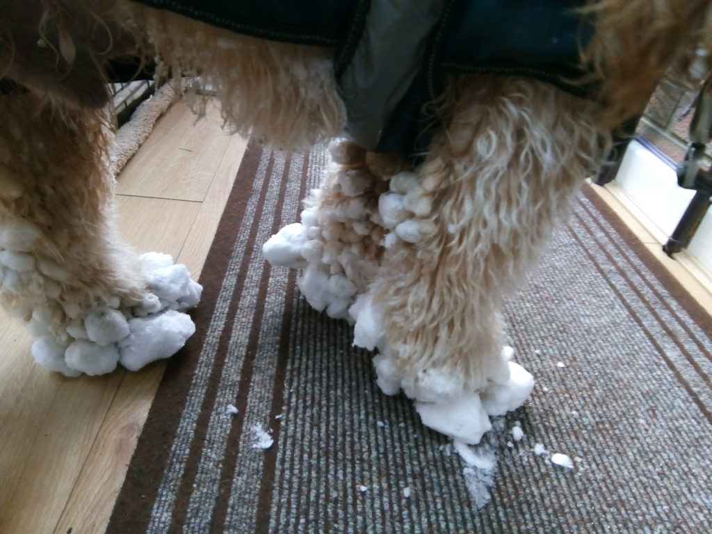 Archie the Clumberdoodle and his Snow Balls