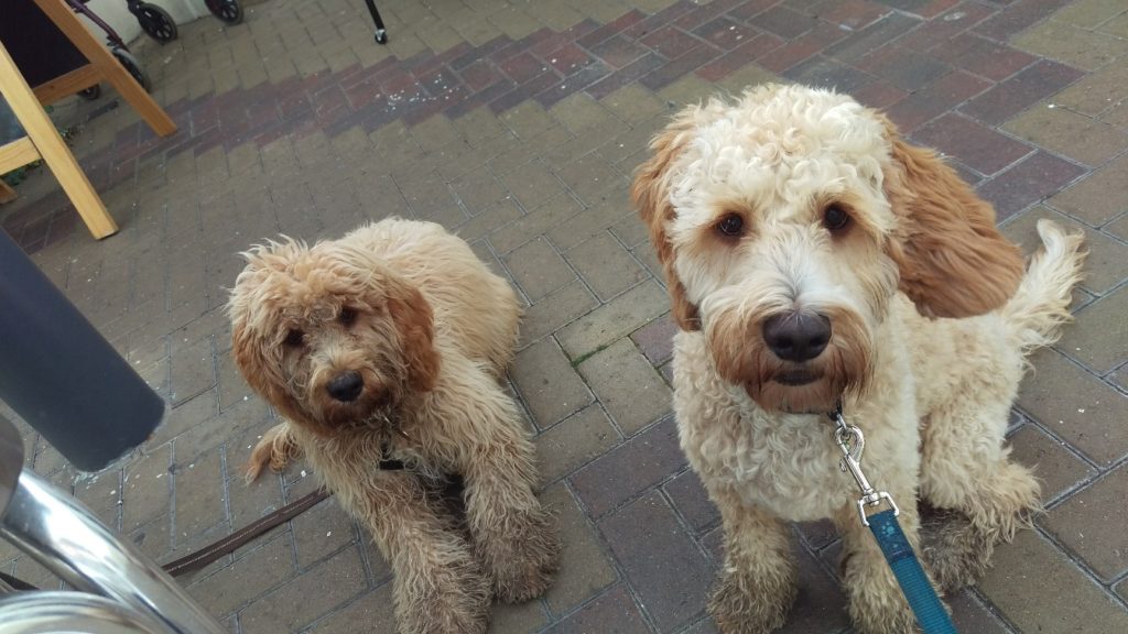 Archie the Clumberdoodle & Brother