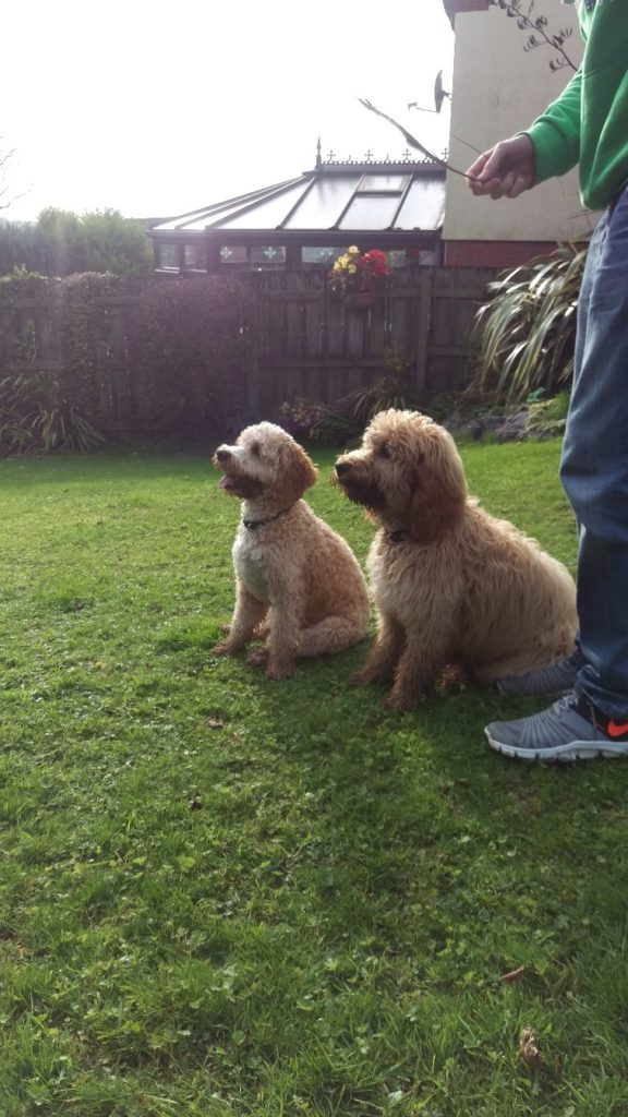 Archie the Clumberdoodle and his Brotgher