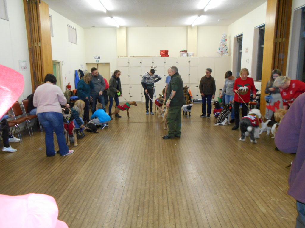 Archie the Clumberdoolde Christmas Party