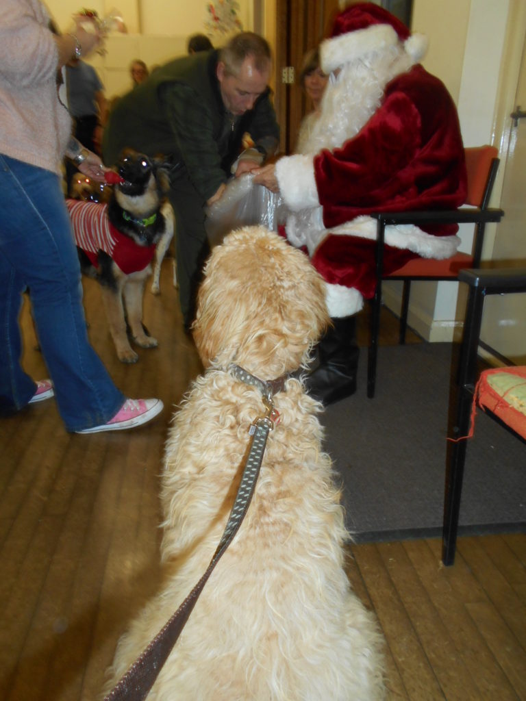 Archie the Clumberdoodle & Father Christmas