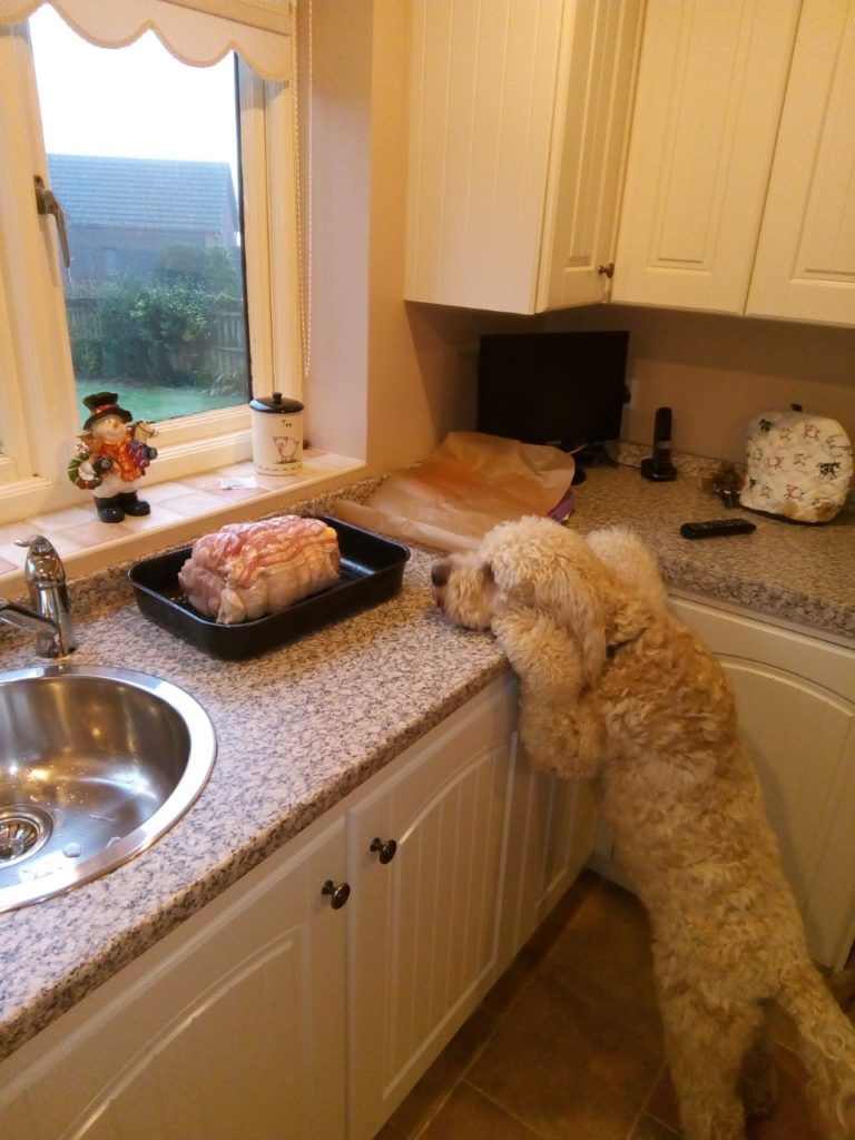 Archie the Clumberdoodle Preparing the Christmas Turkey