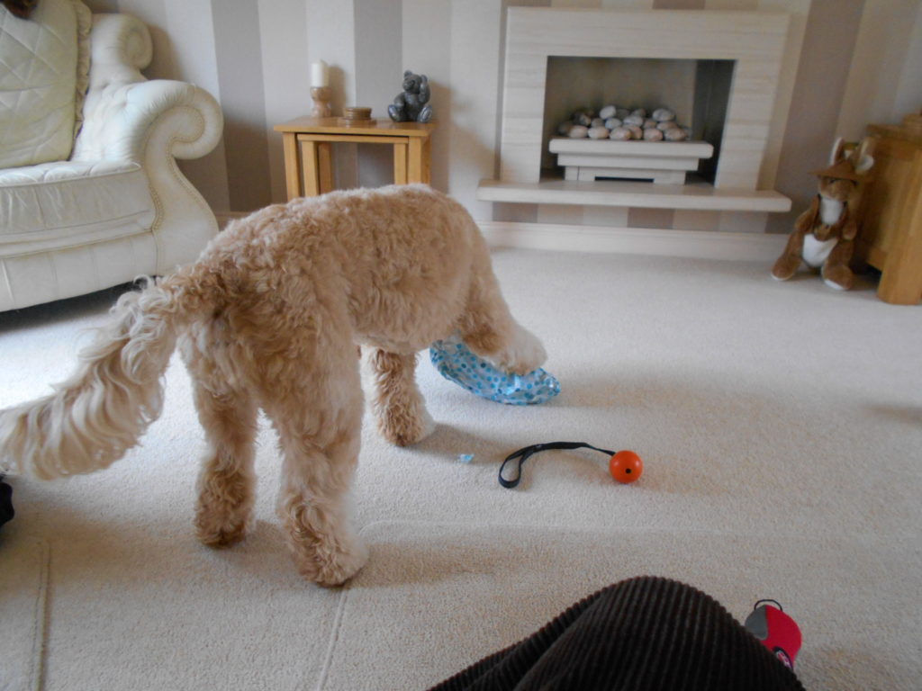 Cl;umberdoodle Archie opening his presents on his 1st birthday