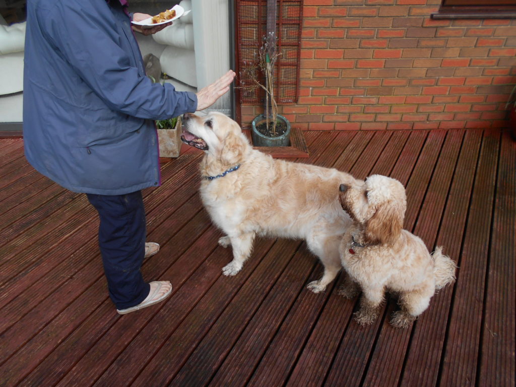 Clumberdoodle Archie & Henry Enjoying Birthday Cake