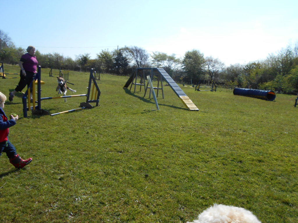 Archie the Clumberdoodle's 1st Dog Agility Class