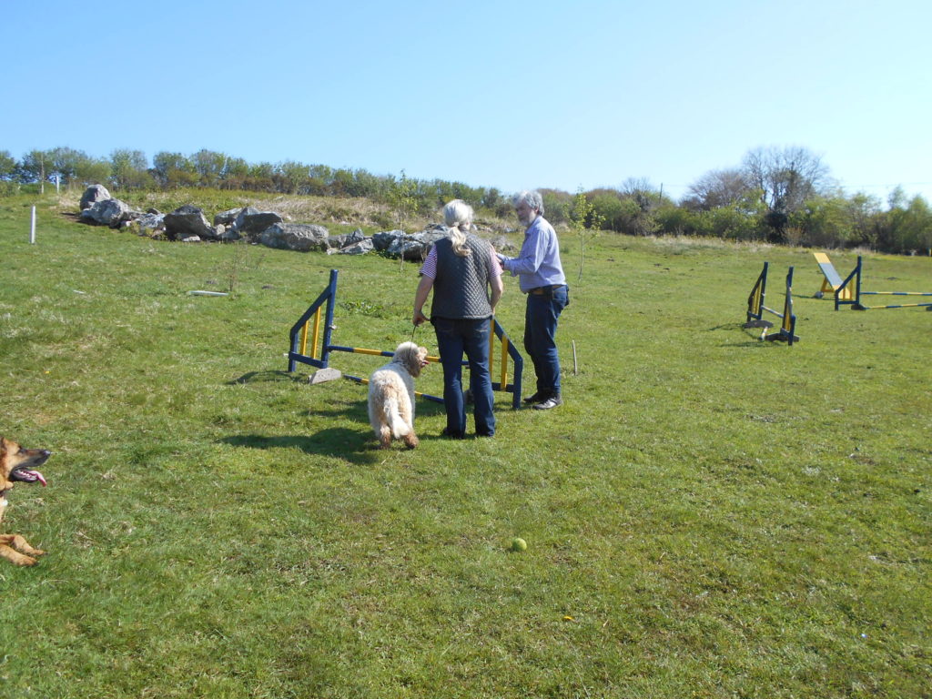 Archie the Clumberdoodle's 1st Dog Agility Class