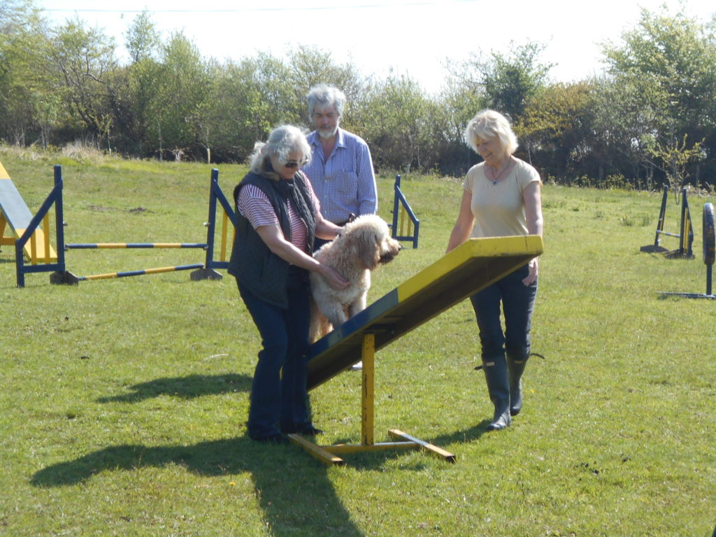 Archie the Clumberdoodle's 1st Dog Agility Class