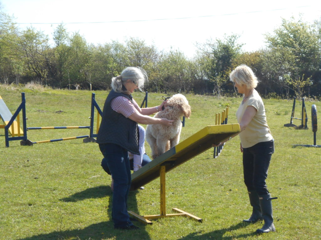 Archie the Clumberdoodle's 1st Dog Agility Class
