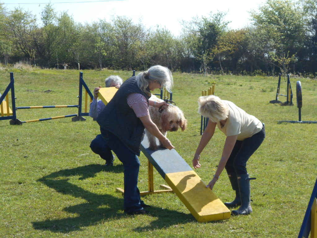 Archie the Clumberdoodle's 1st Dog Agility Class
