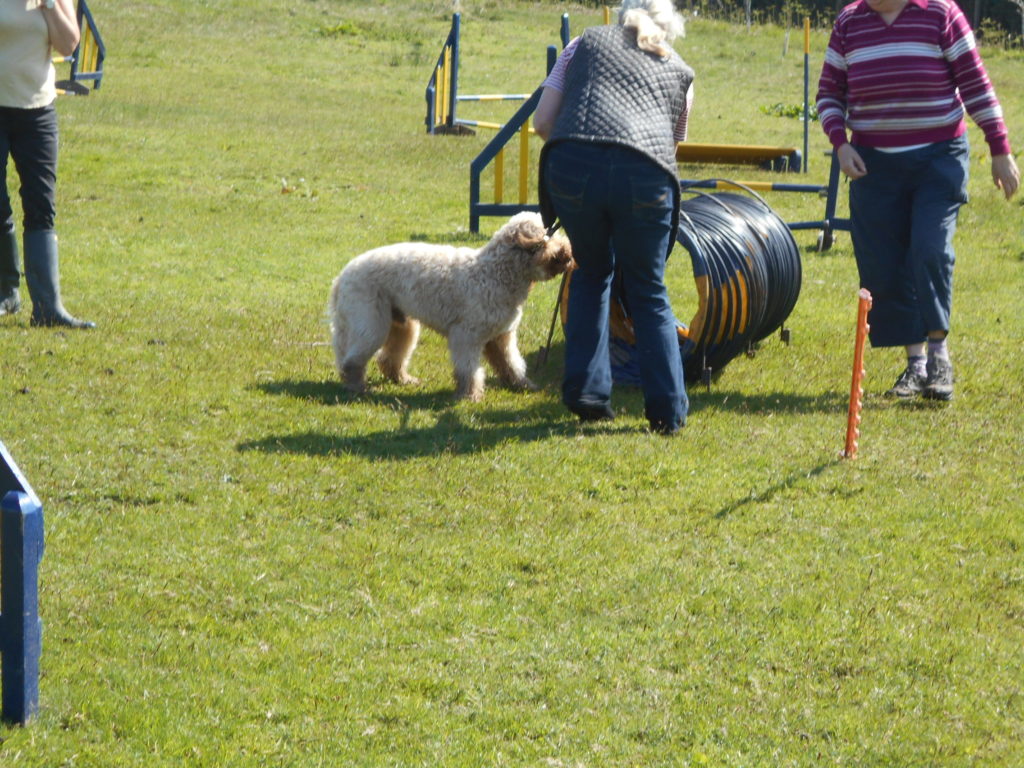 Archie the Clumberdoodle's 1st Dog Agility Class