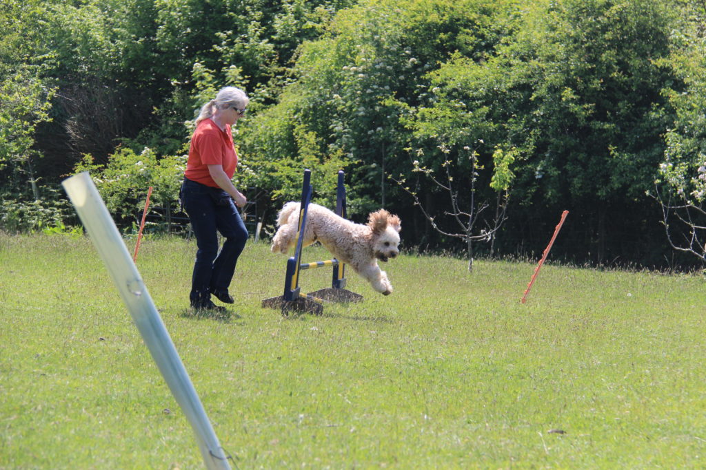 Archie in full flight enjoying his agility