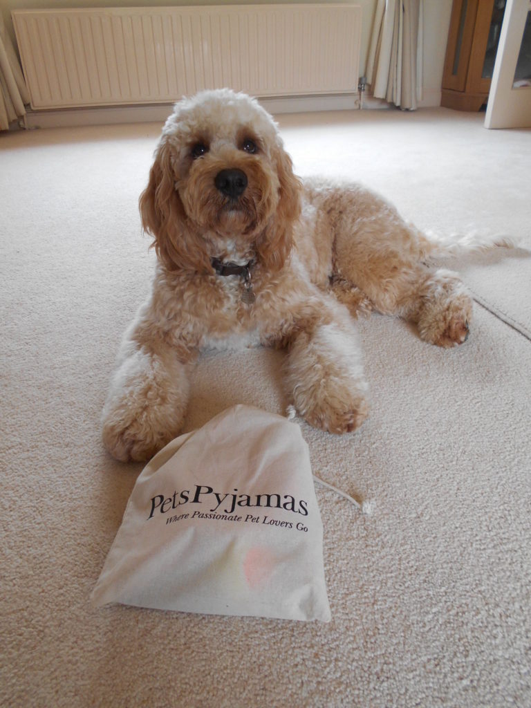 Clumberdoodle Archie with his Goody Bag from Pets Pyjamas