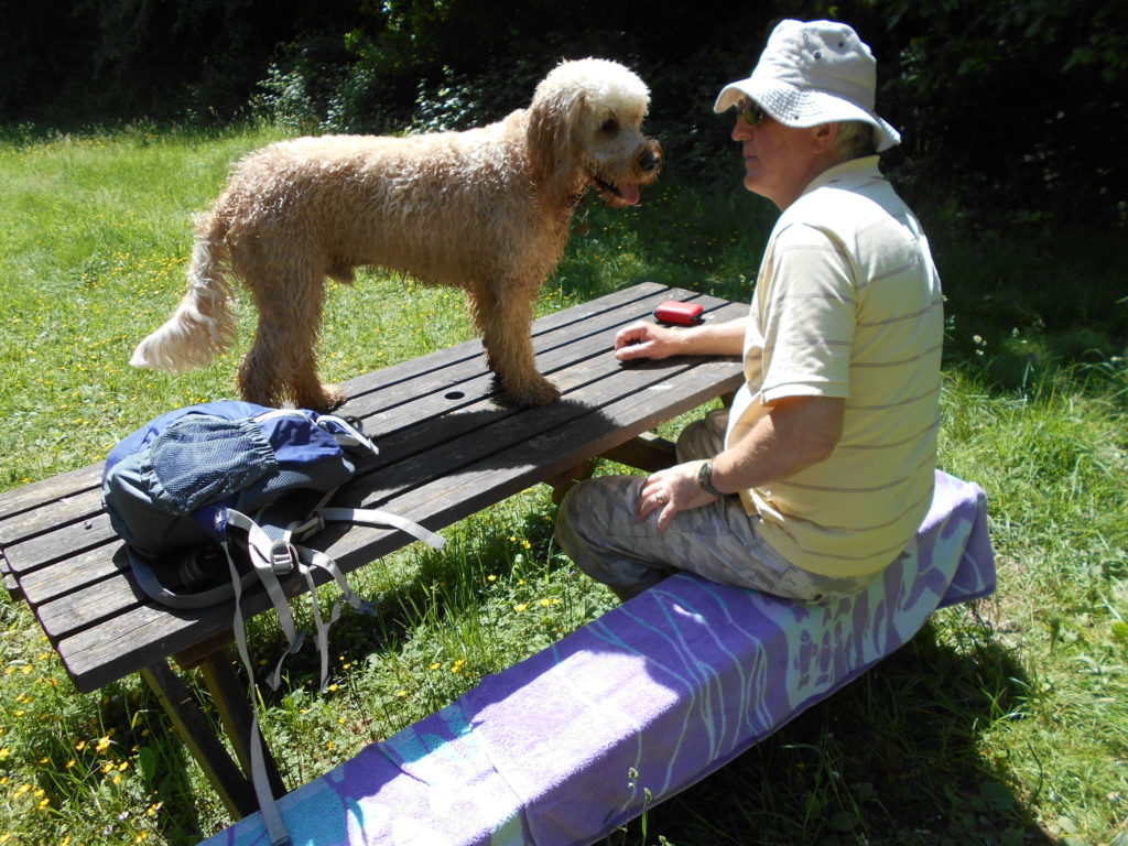 Hampshire Holiday With Archie Our Clumberdoodle June 2018