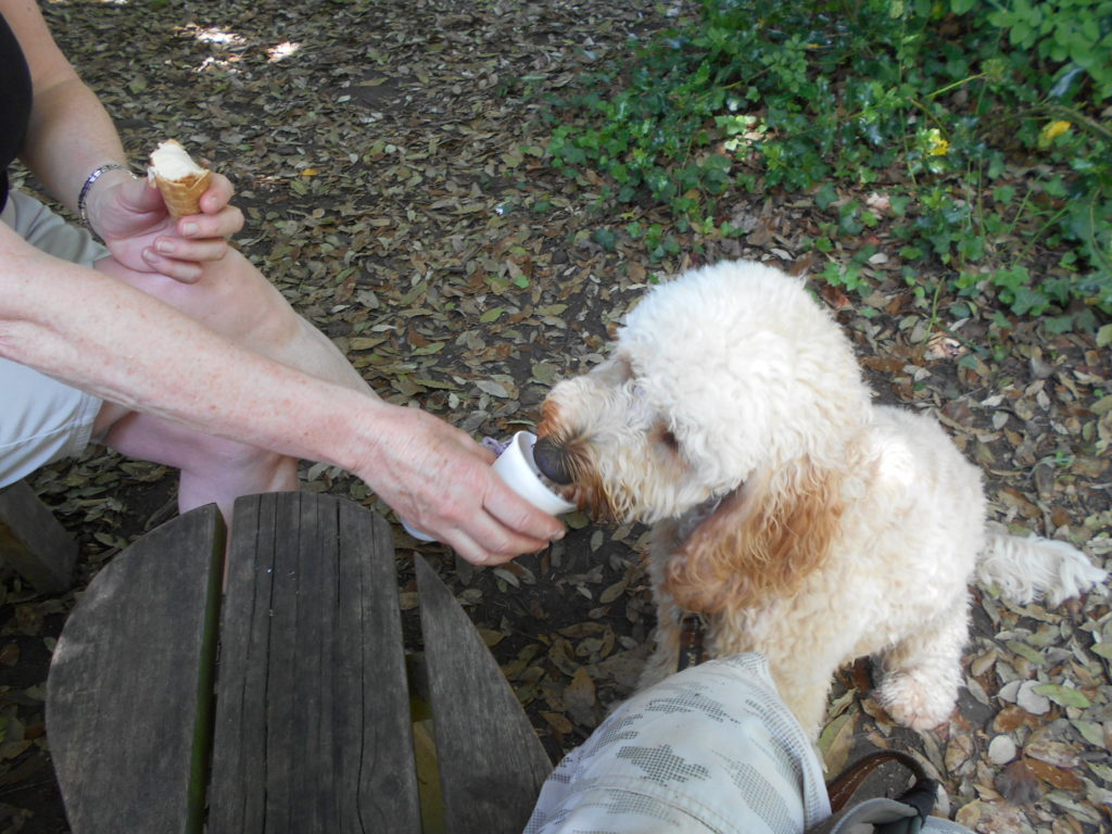 Hampshire Holiday With Archie Our Clumberdoodle June 2018