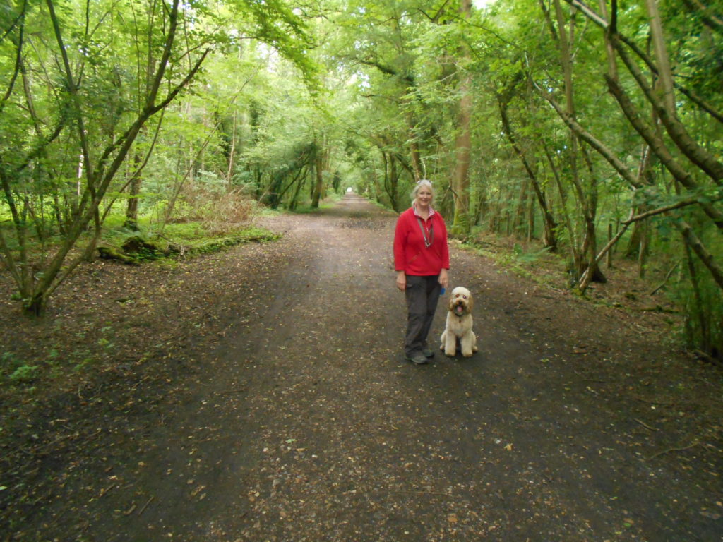 Clumberdoodle Archie on the Meon Trail in Hampshire