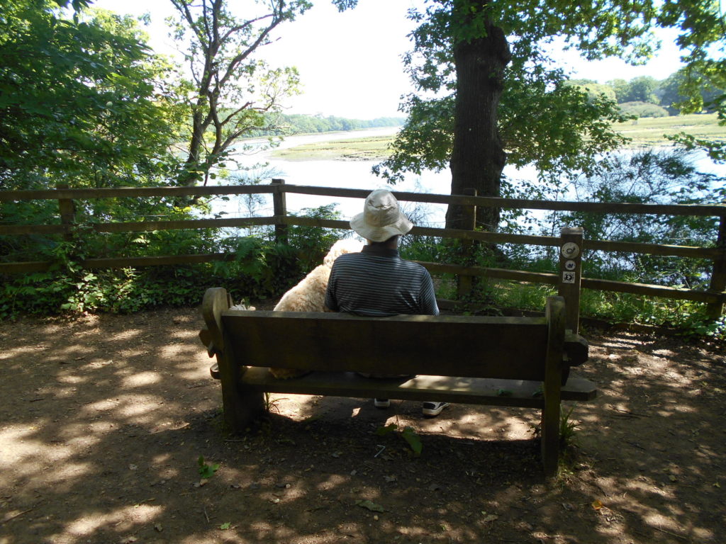 Hampshire Holiday With Archie Our Clumberdoodle June 2018