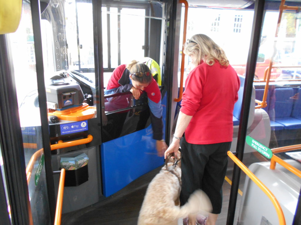 Archie the Clumberdoodle's 1st bus ride