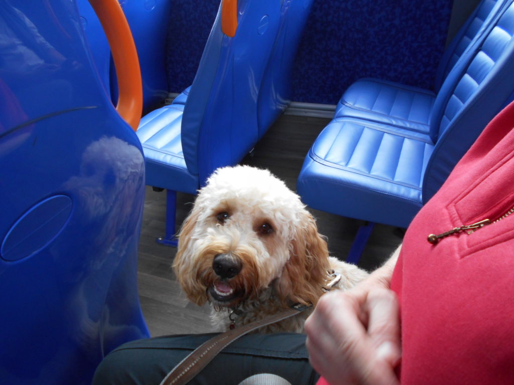 Archie the Clumberdoodle's 1st bus ride