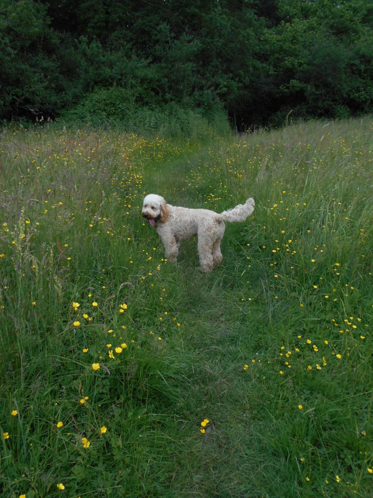 Hampshire Holiday With Archie Our Clumberdoodle June 2018