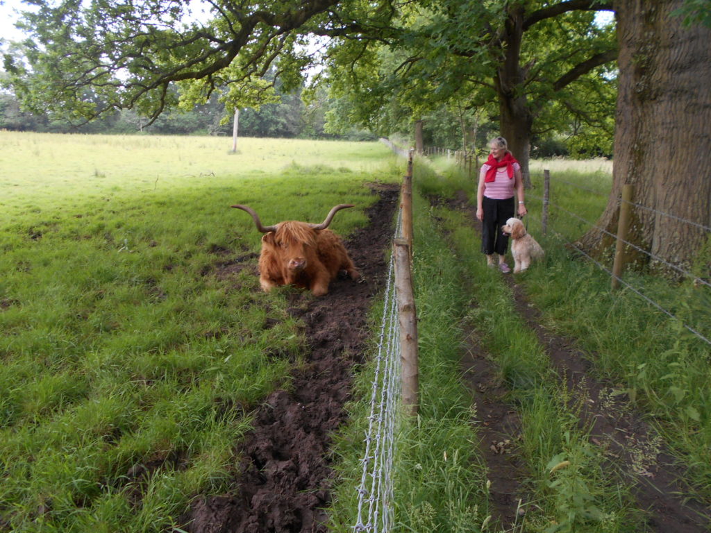 Hampshire Holiday With Archie Our Clumberdoodle June 2018