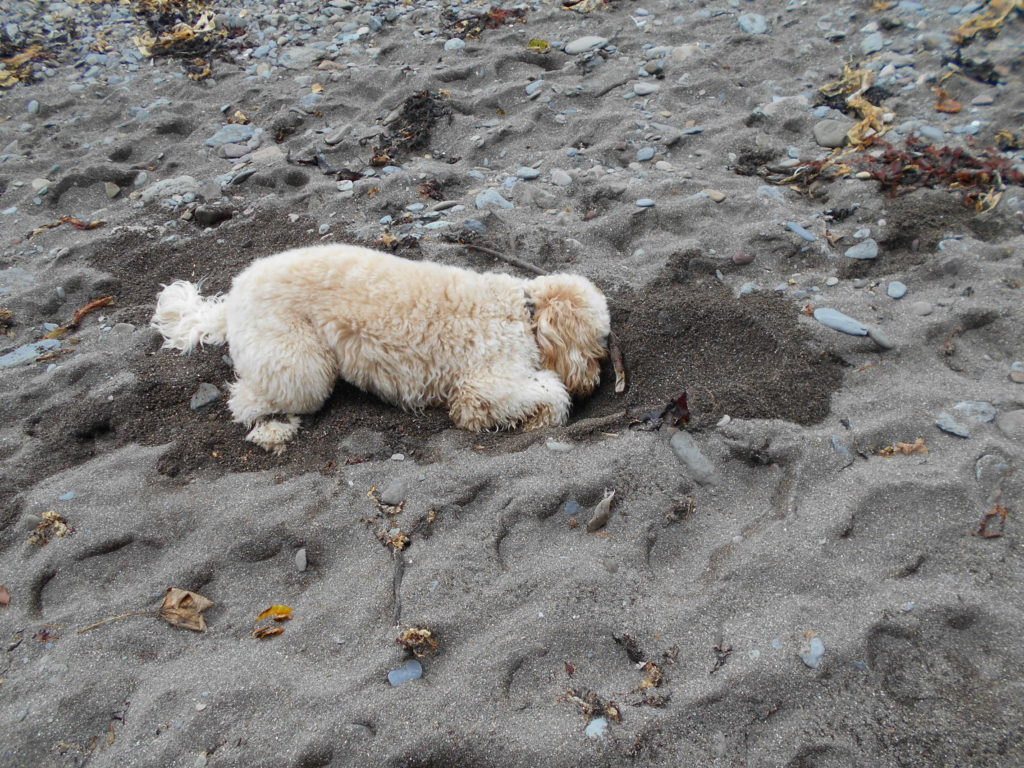 Clumberdoodle Archie ion Beach at Lynmouth