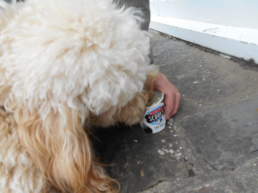 Clumberdoodle Archie Enjoying his Doggy Ice Cream