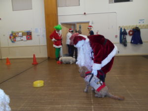 Party Game Ideas For Dogs