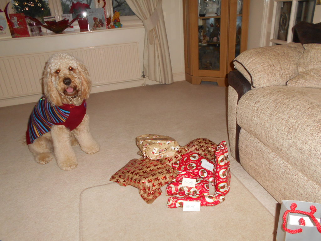 Clumberdoodle Archie's 2nd Christmas 2018