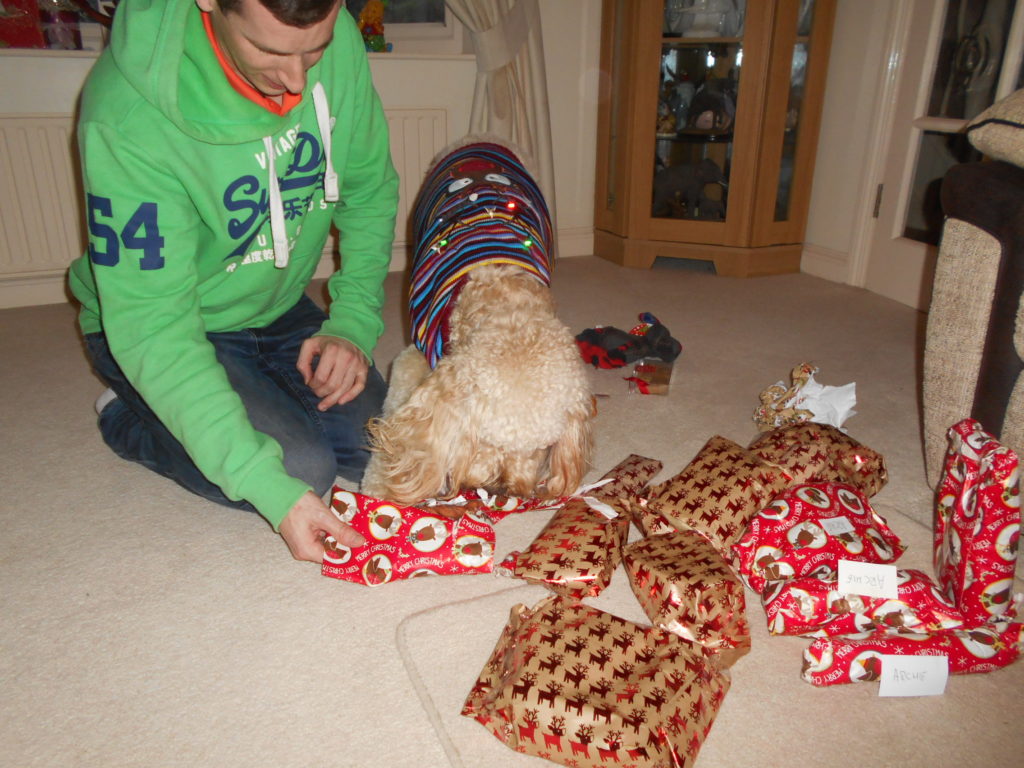Clumberdoodle Archie's 2nd Christmas 2018