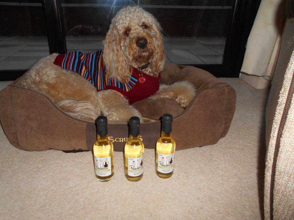 Clumberdoodle Archie's 2nd Christmas 2018