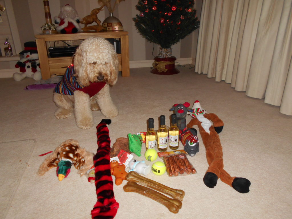 Clumberdoodle Archie's 2nd Christmas 2018