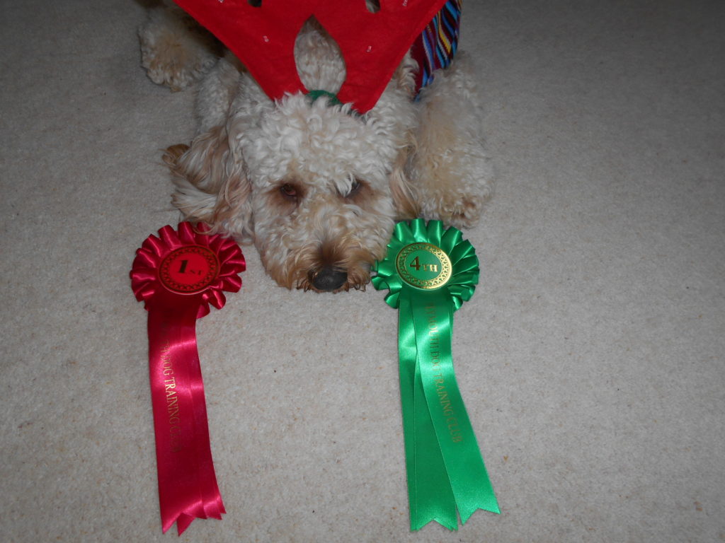 Clumberdoodle Archie with his Rosettes