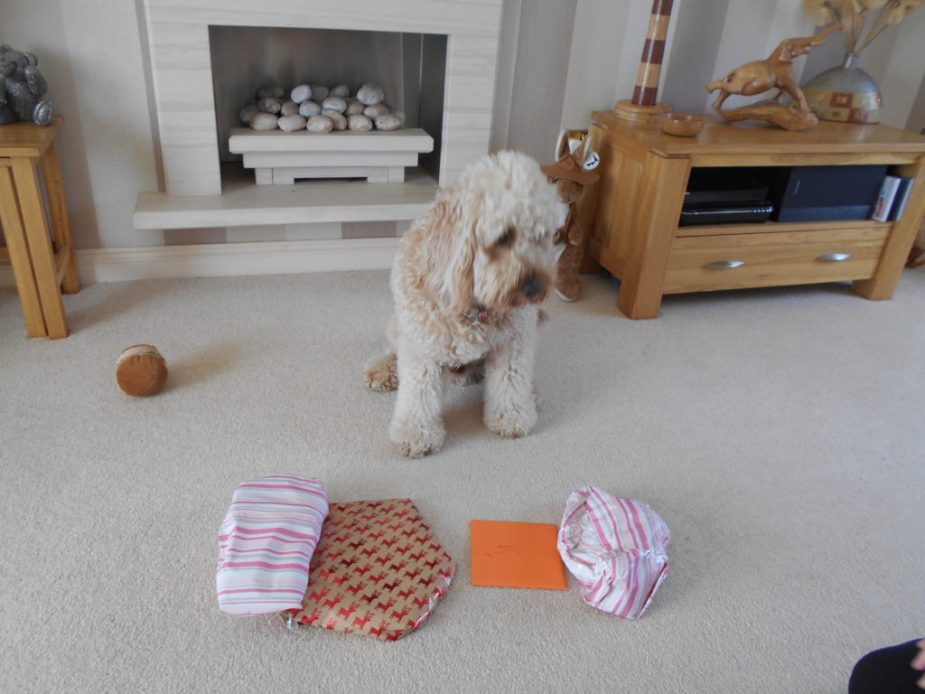 Clumberdoodle Archie's 2nd Birthday April 2019