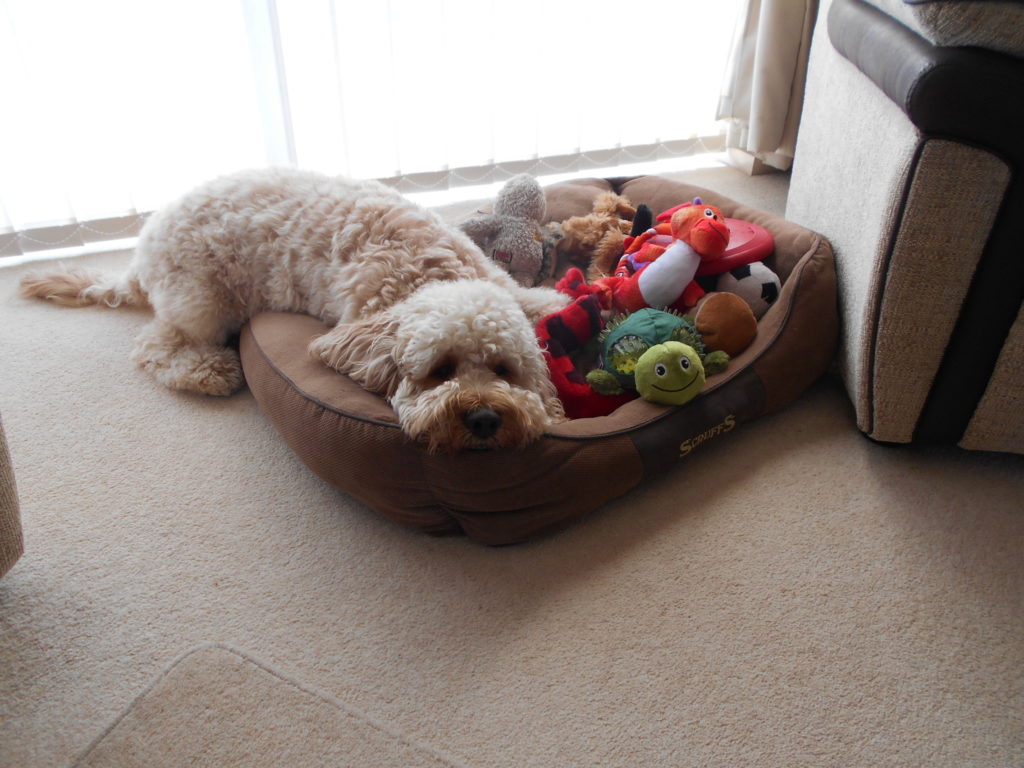 Clumberdoodle Archie's 2nd Birthday April 2019