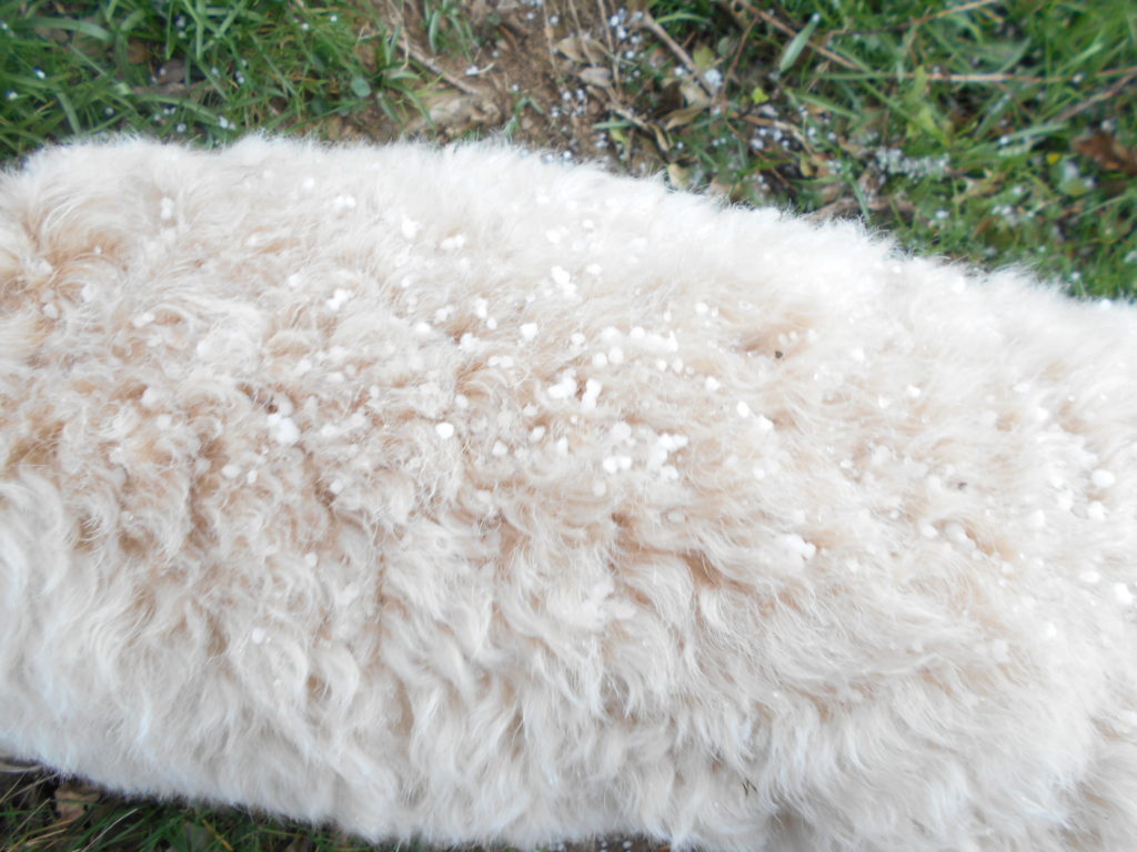 Clumberdoodle Archie's 2nd Birthday April 2019