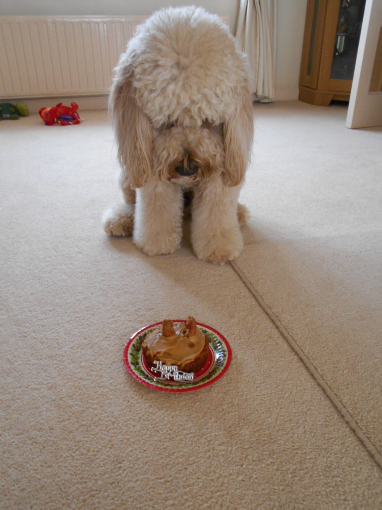 Clumberdoodle Archie's 2nd Birthday April 2019