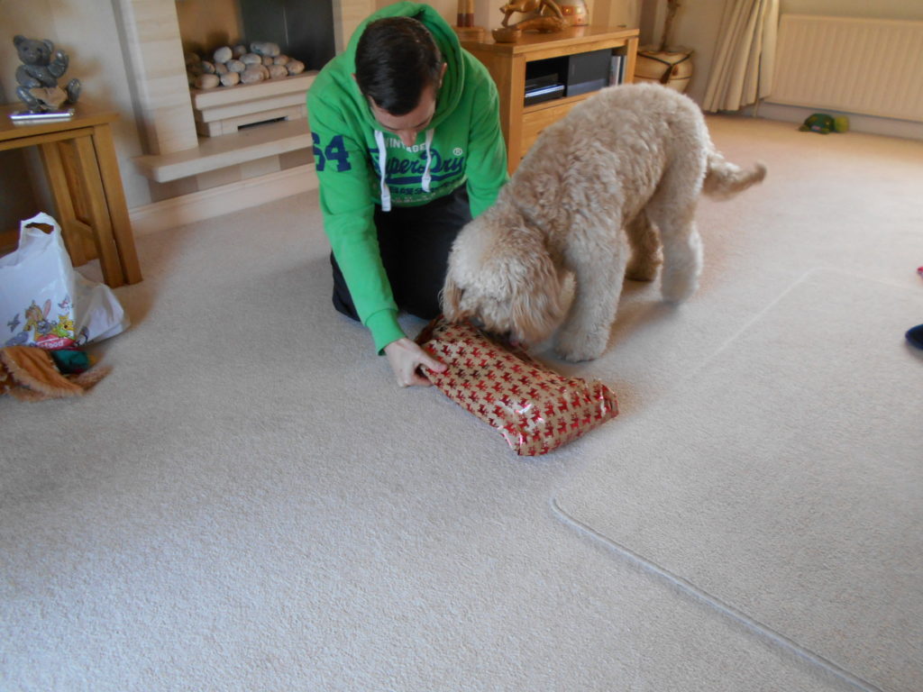 Clumberdoodle Archie's 2nd Birthday April 2019