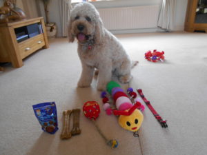 Clumberdoodle Archie's 2nd Birthday April 2019