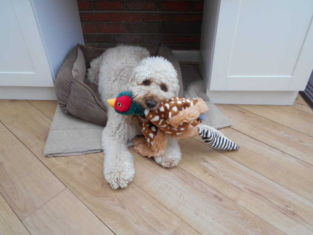 Archie the Clumberdoodle And His Pheasant
