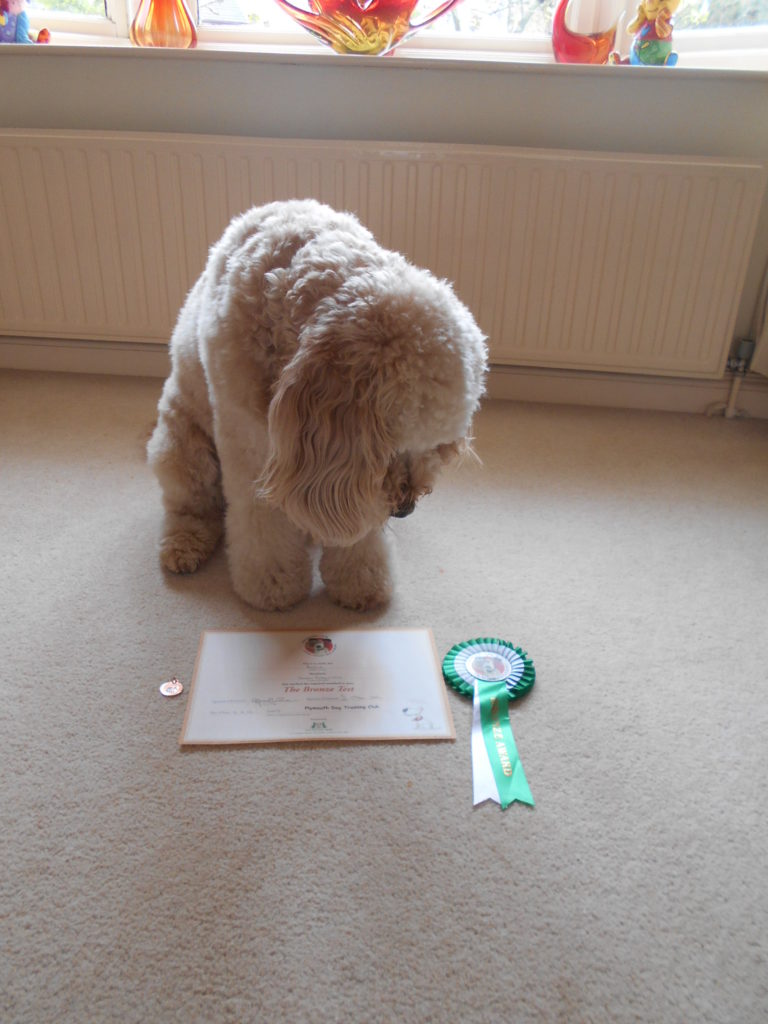 Clumberdoodle Archie Attempts To Become A Good Citizen