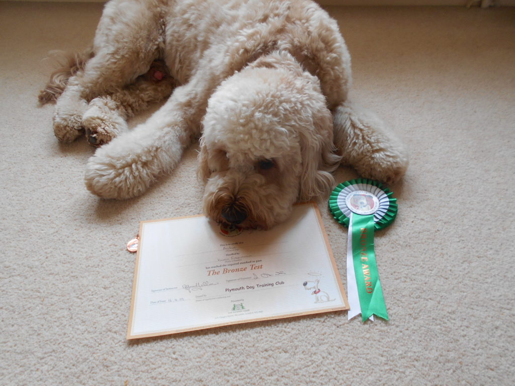 Clumberdoodle Archie Attempts To Become A Good Citizen