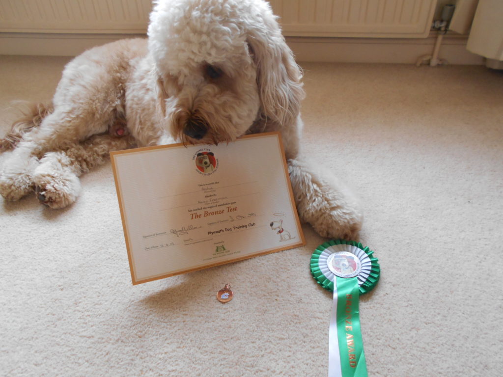 Clumberdoodle Archie Attempts To Become A Good Citizen