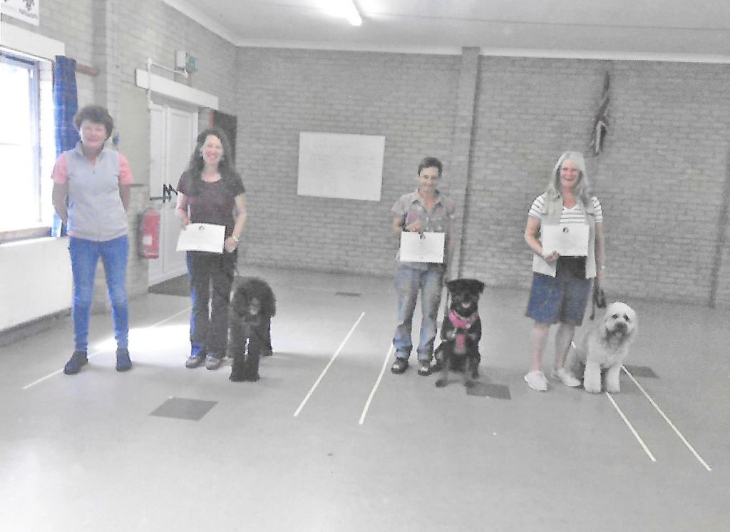 Clumberdoodle Archiw with his Silver Good Citizen Award Certificate