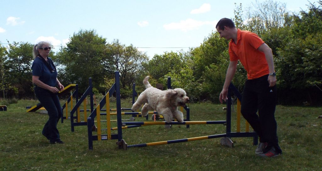 Dog Agility With Archie The Clumberdoodle