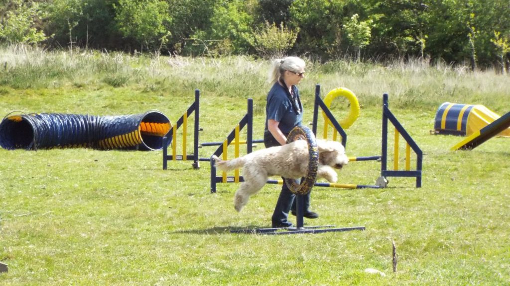 Dog Agility With Archie The Clumberdoodle