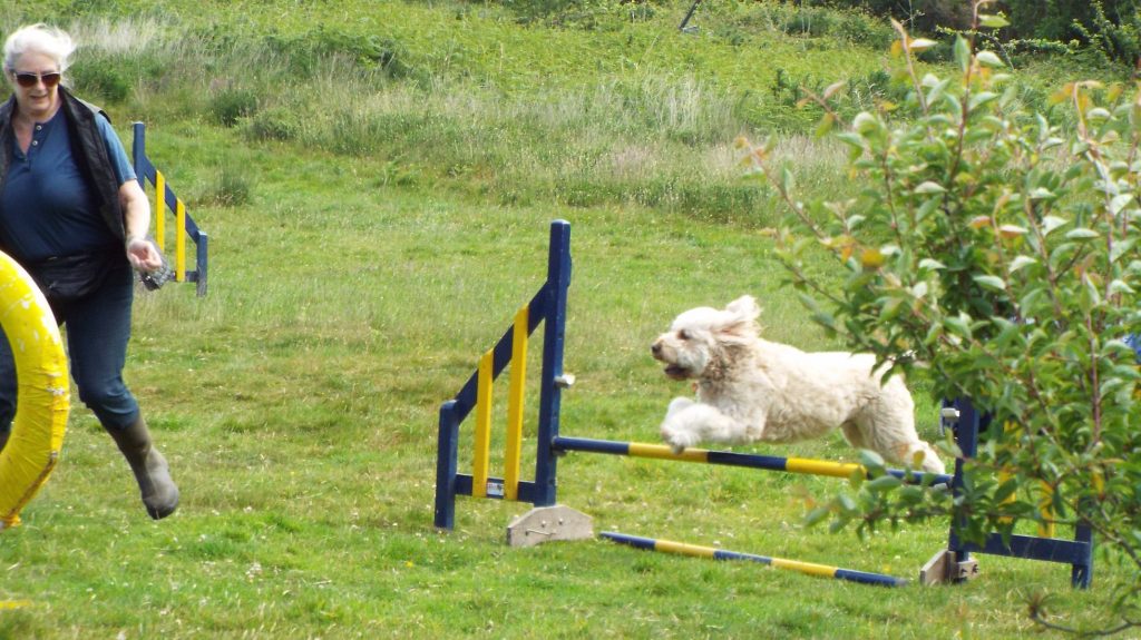 Dog Agility With Archie The Clumberdoodle