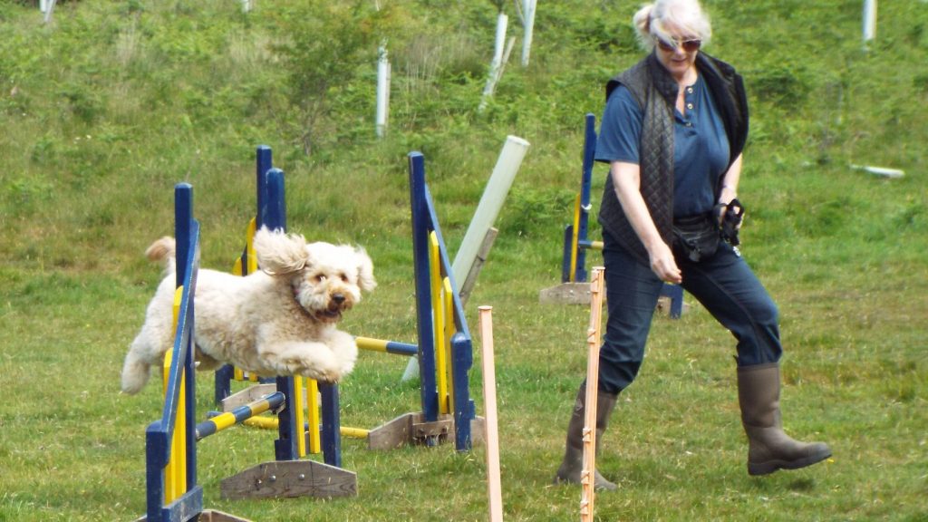 Dog Agility With Archie The Clumberdoodle
