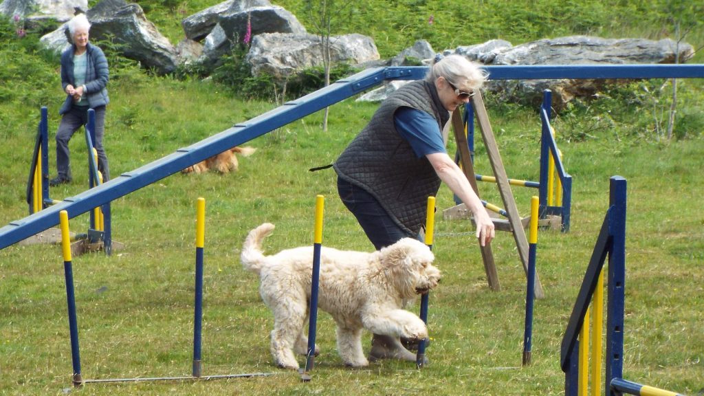 Dog Agility With Archie The Clumberdoodle